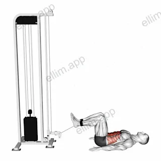 Cable Reverse Crunch exercise targeting Waist and Rectus Abdominis