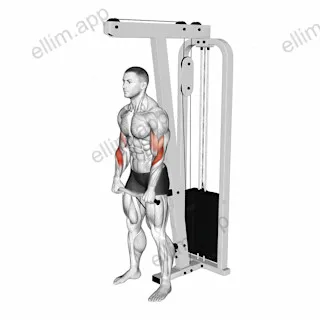 Cable Reverse Grip Biceps Curl (SZ-bar) exercise targeting Upper Arms