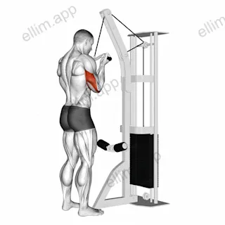 Cable Reverse Grip Triceps Pushdown (SZ-bar) exercise targeting Upper Arms and Triceps Brachii
