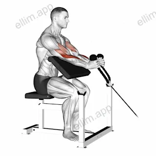Cable Rope Hammer Preacher Curl exercise targeting Upper Arms