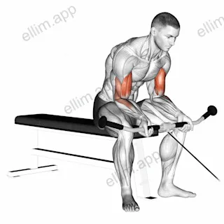 Cable Seated Curl exercise targeting Upper Arms