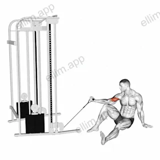 Cable Seated Floor One Arm Concentration Curl exercise targeting Upper Arms and Biceps Brachii
