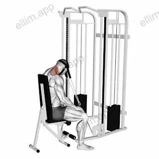 Cable Seated Neck Extension (with head harness) exercise targeting Neck and Splenius