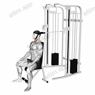 Cable Seated Neck Flexion (with head harness) exercise targeting Neck