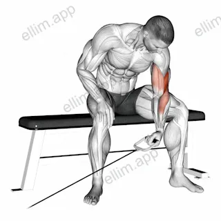 Cable Seated One Arm Concentration Curl exercise targeting Upper Arms
