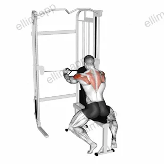 Cable Seated Rear Delt Fly with Chest Support exercise targeting Shoulders and Deltoid Posterior