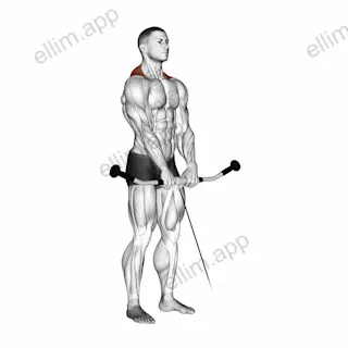 Cable Shrug exercise targeting Back and Trapezius Upper Fibers