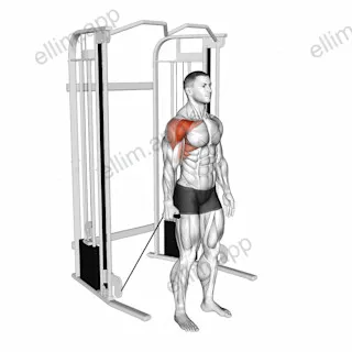Cable Single Arm Neutral Grip Front Raise exercise targeting Shoulders