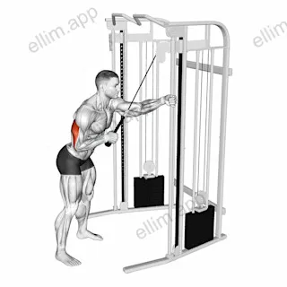Cable Single Arm Triceps Pushdown (Rope Attachment) exercise targeting Upper Arms and Triceps Brachii