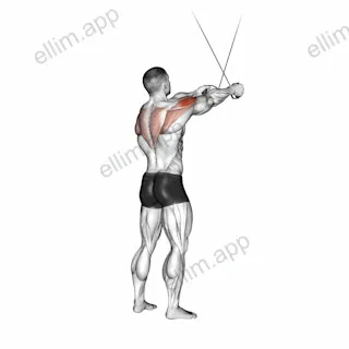 Cable Standing Cross over High Reverse Fly exercise targeting Back