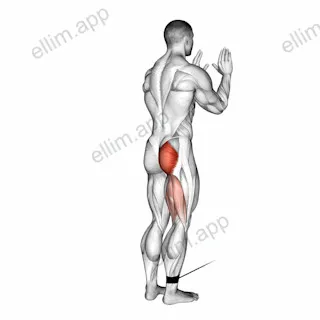 Cable Standing Hip Extension exercise targeting Hips and Gluteus Maximus