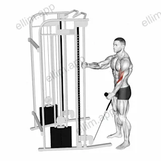 Cable Standing One Arm Hammer Curl with Rope Attachment exercise targeting Upper Arms