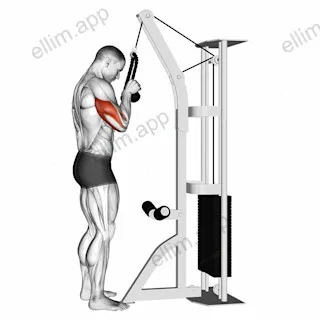 Cable Standing One Arm Tricep Pushdown (Overhand Grip) exercise targeting Upper Arms and Triceps Brachii