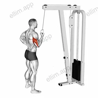 Cable Standing One Arm Triceps Extension exercise targeting Upper Arms and Triceps Brachii