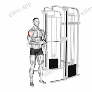 Cable Standing Shoulder External Rotation exercise targeting Back and Teres Major
