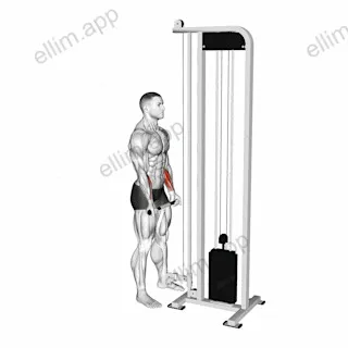 Cable Standing Wrist Curl exercise targeting Forearms