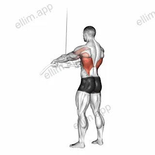 Cable Straight Arm Pulldown exercise targeting Back and Latissimus Dorsi