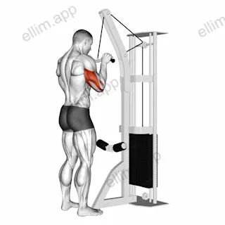 Cable Triceps Pushdown (SZ-bar) exercise targeting Upper Arms and Triceps Brachii