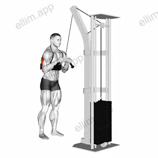 Cable Triceps Pushdown (V-bar) (with arm blaster) exercise targeting Upper Arms and Triceps Brachii