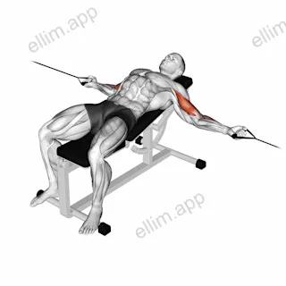 Cable Two Arm Curl on Incline Bench exercise targeting Upper Arms
