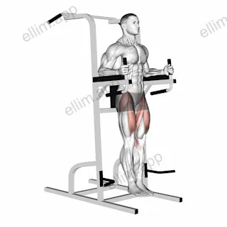 Captains Chair Leg Raise exercise targeting Hips