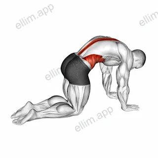 Cat Cow Stretch exercise targeting Waist and Erector Spinae