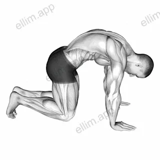 Cat Stretch exercise targeting Back and Erector Spinae