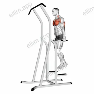 Chest Dip (on dip-pull-up cage) exercise targeting Chest and Pectoralis Major Sternal Head