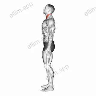 Chin Tuck exercise targeting Neck