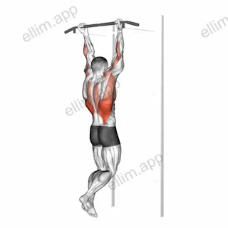 Chin Up exercise targeting Back