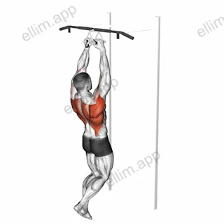 Chin ups (narrow parallel grip) exercise targeting Back