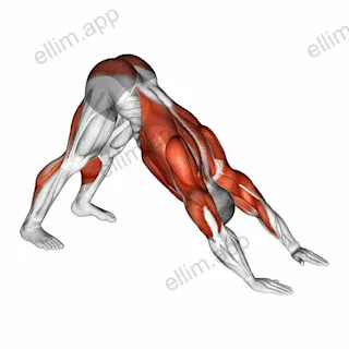 Downward Facing Dog exercise targeting Back and Chest