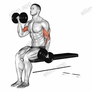 Dumbbell Alternate Biceps Curl exercise targeting Upper Arms and Biceps Brachii