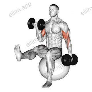 Dumbbell Alternating Bicep Curl with Leg Raised on Exercise Ball exercise targeting Upper Arms