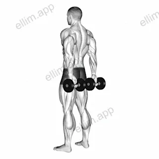 Dumbbell Behind Back Finger Curl exercise targeting Forearms and Wrist Flexors