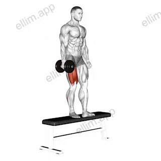 Dumbbell Bench One Leg Squat exercise targeting Thighs