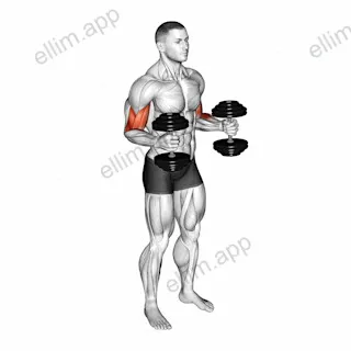 Dumbbell Bent Arm Iso Hold exercise targeting Upper Arms