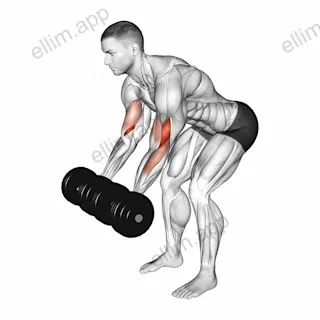 Dumbbell Bent Over Curl exercise targeting Upper Arms