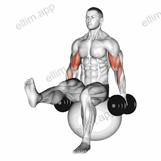 Dumbbell Bicep Curl on Exercise Ball with Leg Raised exercise targeting Upper Arms