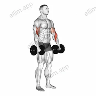 Dumbbell Biceps Curl Reverse exercise targeting Upper Arms
