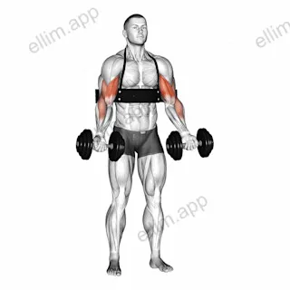 Dumbbell Biceps Curl (with arm blaster) exercise targeting Upper Arms and Biceps Brachii