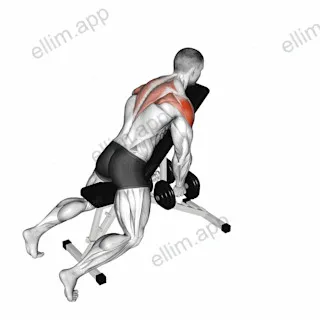 Dumbbell Chest Supported Lateral Raises exercise targeting Shoulders and Deltoid Posterior