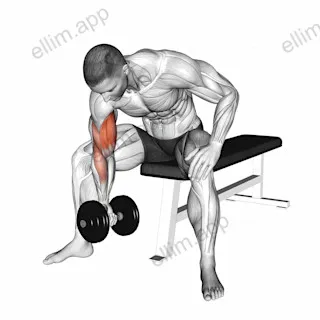 Dumbbell Concentration Curl exercise targeting Upper Arms and Brachialis
