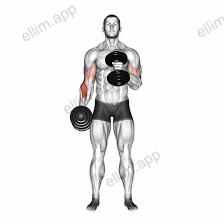 Dumbbell Cross Body Hammer Curl exercise targeting Forearms and Brachioradialis