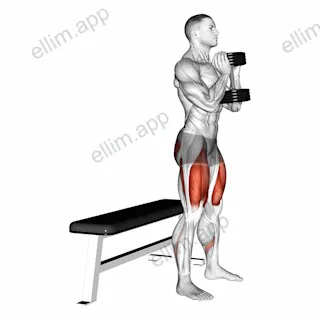 Dumbbell Goblet Box Squat exercise targeting Gluteus Maximus and Quadriceps