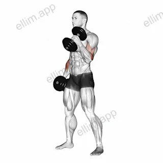 Dumbbell Hammer Curl exercise targeting Upper Arms and Brachioradialis