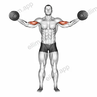 Dumbbell High Curl exercise targeting Upper Arms