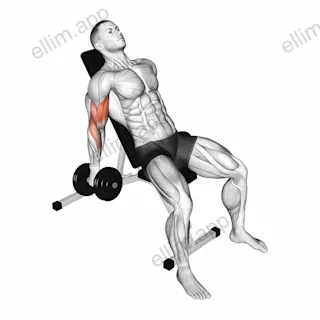 Dumbbell Incline Curl exercise targeting Upper Arms and Biceps Brachii