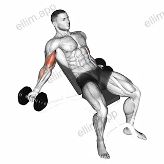 Dumbbell Incline Inner Biceps Curl exercise targeting Upper Arms and Biceps Brachii