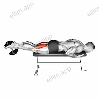 Dumbbell Lying Leg Curl exercise targeting Thighs
